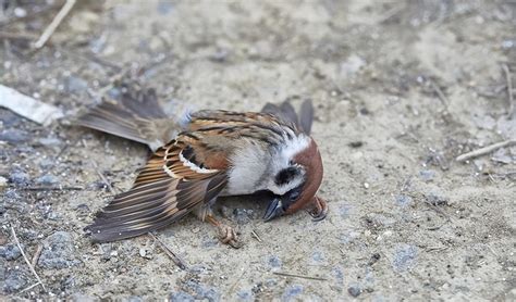 麻雀死掉